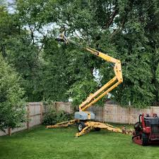 Best Tree Removal  in Pasadena, CA