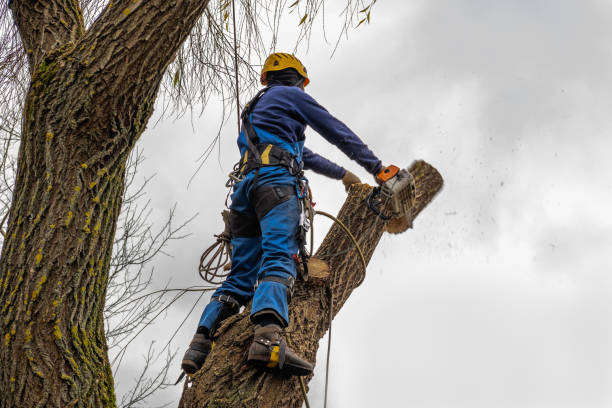 Best Leaf Removal  in Pasadena, CA