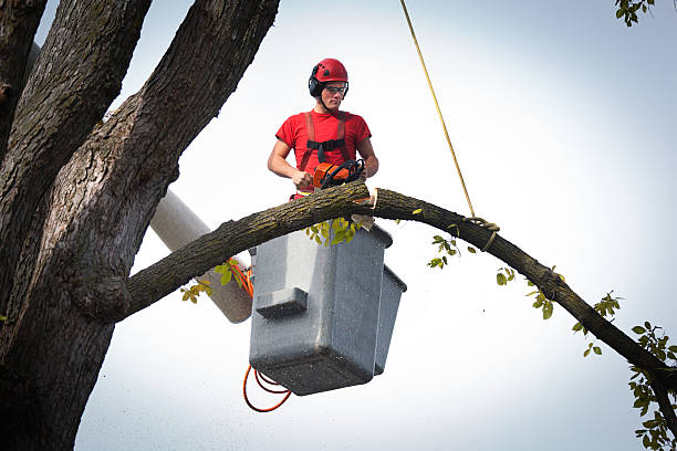 Best Fruit Tree Pruning  in Pasadena, CA